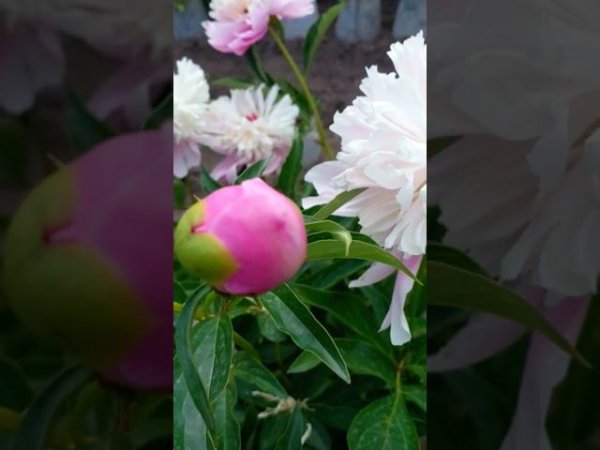 Пионы