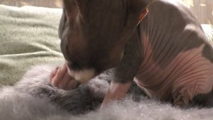 ASMR grooming cat (sphynx) #9 #groomingcat #groomingsphynx