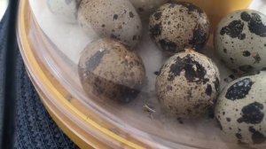 Вывод перепелов в инкубаторе