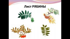презентация что это за листья 1 класс