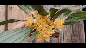 Bulbophyllum lobby, Sievekingia fimbriata,  flores femininas de Catasetum.