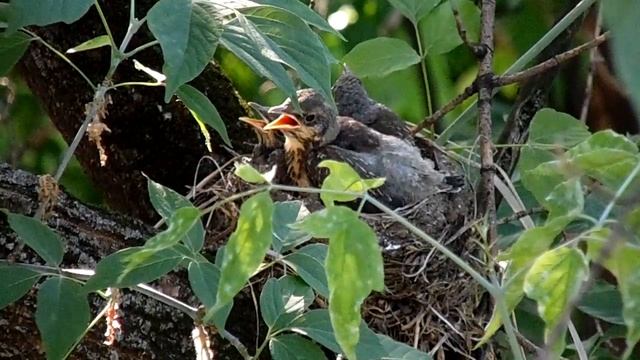 Птенцы Дрозда Рябинника. смотреть онлайн