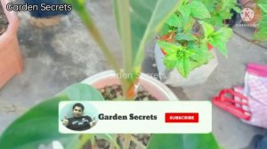 How To Grow Golden Gardenia||Single Petal गंधराज को घर पर कैसे उगाएं#yellowgardenia#गंधराज#gardenia