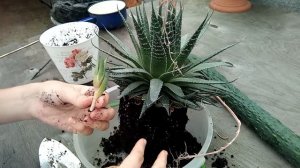 Пересаживаем АЛОЭ