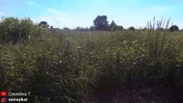 Почищенный пруд на даче  через год. Глубина и родники в пруду. Можно запускать раков.