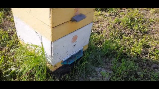 Попробовал новый 100 % способ для подсадки ценных плодных маток смотреть онлайн