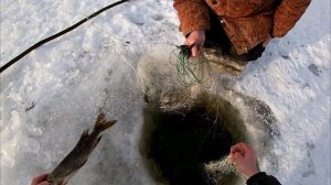 зимняя рыбалка на сети! ловля  жёлтого карася, щука, окунь. ставим сеть под лёд.