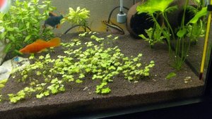 Аквариум 200 литров, через 2 месяца после запуска на грунте проппант