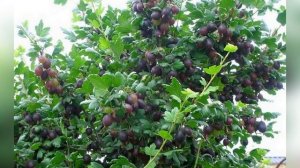 Крыжовник Черносливовый
