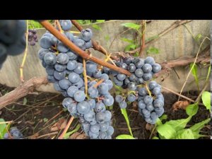Сорт винограда Зилга-урожайный, вкусный, зимостойкий, устойчив к заболеваниям.