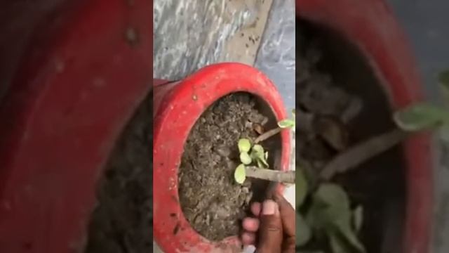 Pittosporum Care| & Propgation #flowering plant #Beautifulrosesnnature #Pittosporum смотреть онлайн