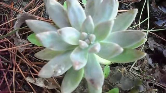 echeveria tolimanensis смотреть онлайн