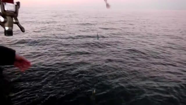 19.11.2012 (Балтийск) камбалка смотреть онлайн