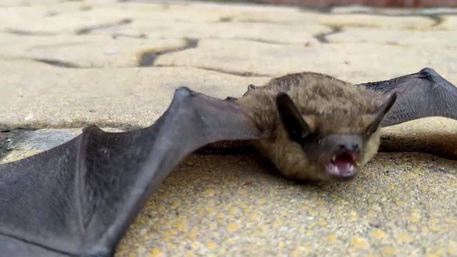 Летучая мышь выпала с чердака смотреть онлайн