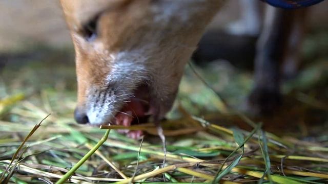 ДНЕВНИК ЛИСЫ. Легкий полдник у лисят :) смотреть онлайн