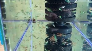 Мальки тернеции глофиш Развитие малька с 10 по 30 день