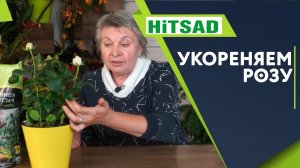 Черенкование розы в Домашних Условиях  Можно ли укоренять розы после осенней обрезки
