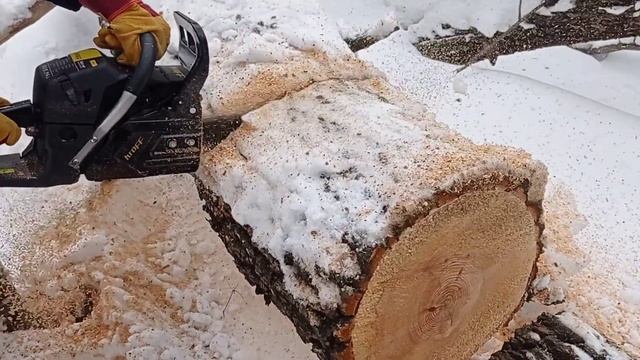 Бензопила KROFF в деле. Часть 3. Осина (диаметр 0,45 м) смотреть онлайн