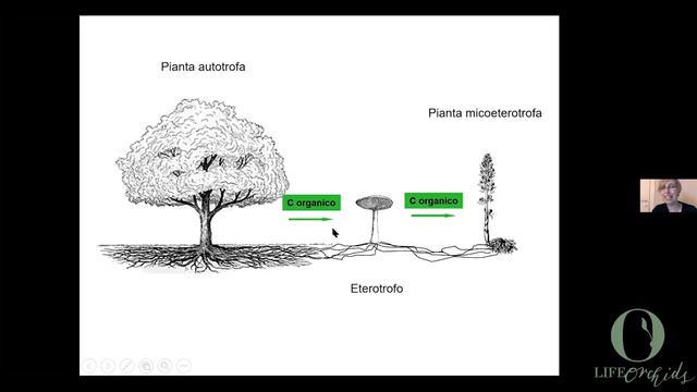 I giovedì di LIFEorchids #3 - I funghi delle orchidee I. Le specie del sottobosco. смотреть онлайн