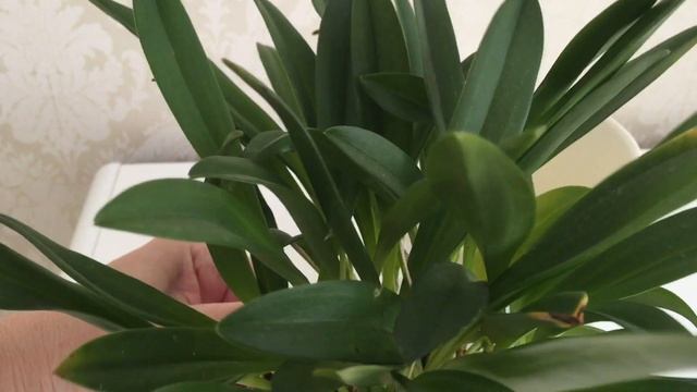 Сколько же у меня орхидей? Зацветает Бабочка Майя))) смотреть онлайн