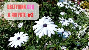 Цветущий Сад в августе #3  (обзор сада).?Review of the garden in August.?