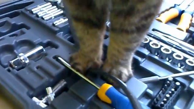 Кот помогает ремонтировать авто смотреть онлайн