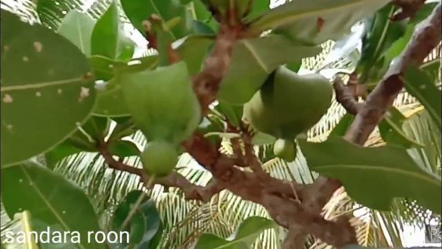 MANGO PINE (genus,barringtonia,family lycythidaceae.. it is a poisonous tree смотреть онлайн