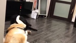 Лабрадор против акиты страшный бой сумасшедших собак