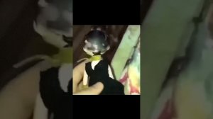 Рукъя от сихр и изгнание Джинов