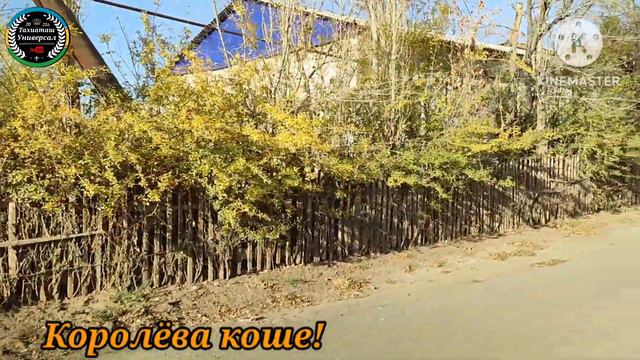 МЕНДЕЛЕЕВ - КОРОЛЁВА КОШЕЛЕР#каракалпакистан#узбекистан#казакстан#город#ауыл#кошелер#уй смотреть онлайн