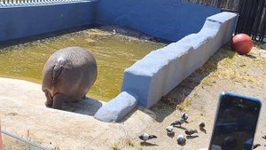 Калининград. Зоопарк.