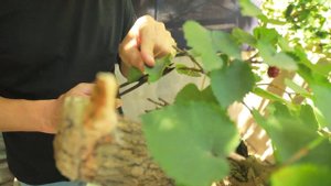 Какие деревья подходят для бонсай?