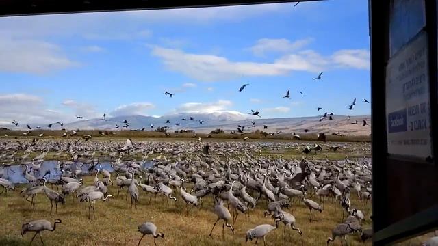 Перелётные птицы на Голанских Высотах. смотреть онлайн