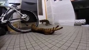 БЕНГАЛЬСКИЕ КОШКИ--СПАРИВАНИЕ