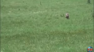 5 РЕАЛЬНЫХ ЧУПАКАБР, СНЯТЫХ НА КАМЕРУ ч1