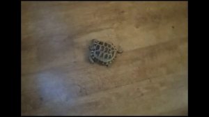 Самая быстрая черепаха в мире