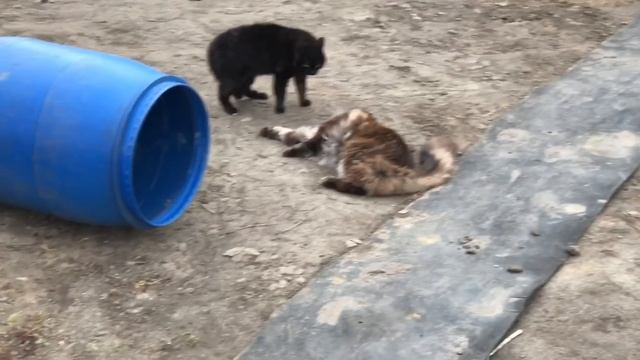 Мейн Кун шипит и дерётся с дворовым котом. смотреть онлайн