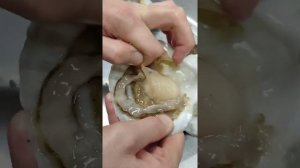 показываю как открыть живого гребешка