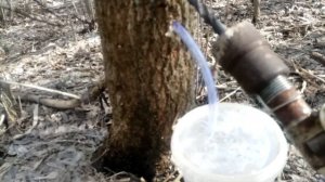 Как собрать кленовый сок.