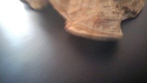 Как выглядит большая ракушка за 17 $