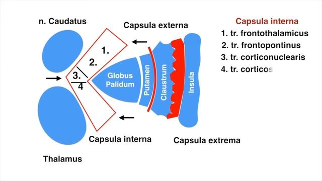 Внутренняя капсула смотреть онлайн
