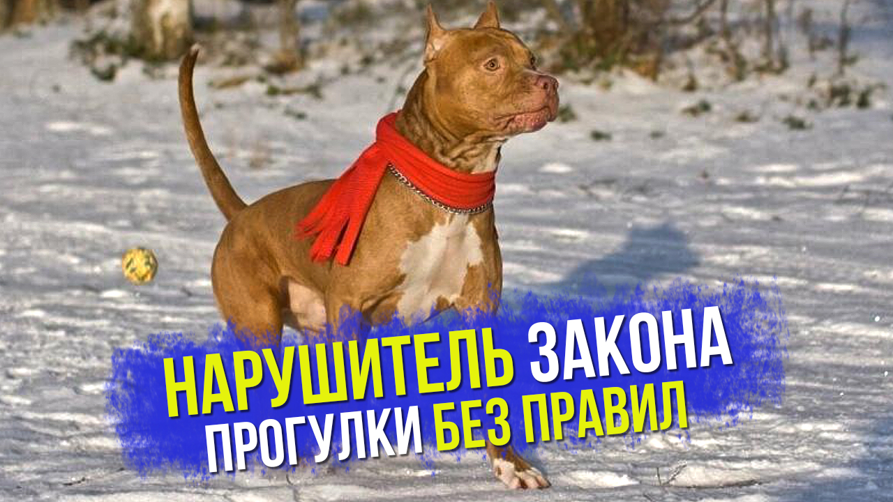 Собака гуляет сама по себе. Про выгул собак и неадекватных собаководов
