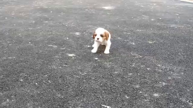 Собаки смотреть онлайн