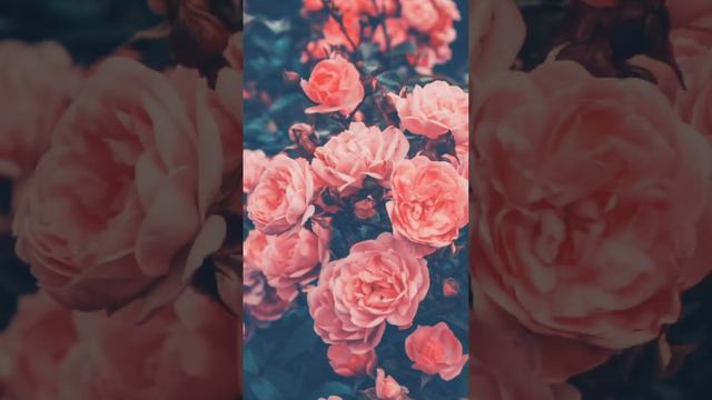 Красивые эстетичные розовые обои для телефона 💕