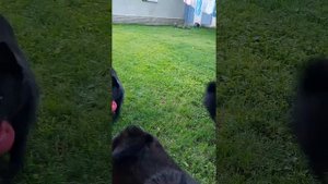 Шиперке @meekimpschipperkekennel5542 Україна #шипперкеукраина #шиперкеукраїна