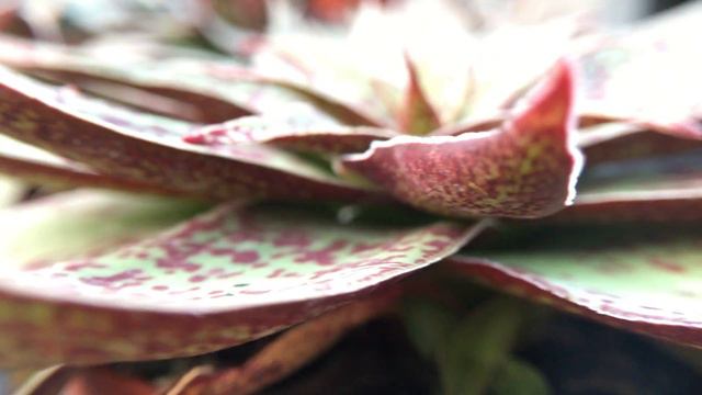 Crassula alba 多肉植物 阿爾巴 смотреть онлайн