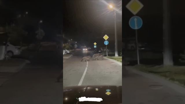 Медведица с медвежатами заблудилась ночью в Красной Поляне
