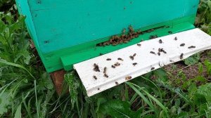 На моей пасеке завелась семья с пчёлами воровками. Что делать?