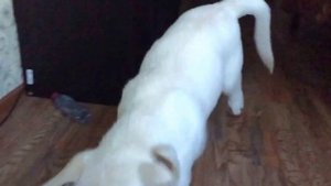 Щенок Лабрадор 3 месяца