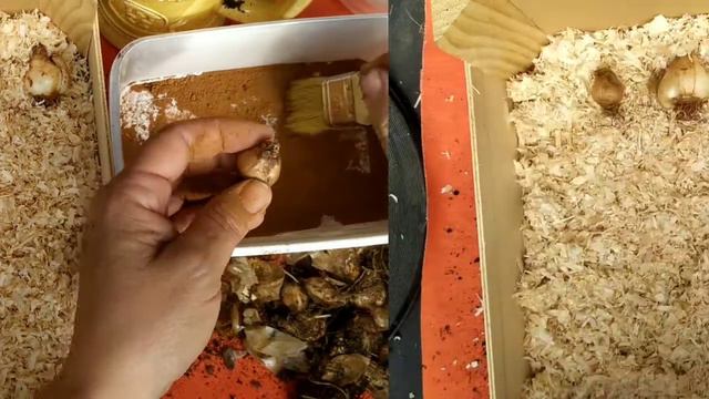 GUARDA BULBOS PARA EL PROXIMO AÑO🥀 смотреть онлайн